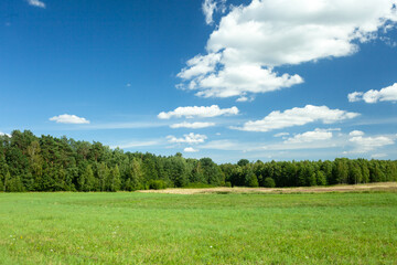 Green meadow in front of a forest and white clouds on a blue sky