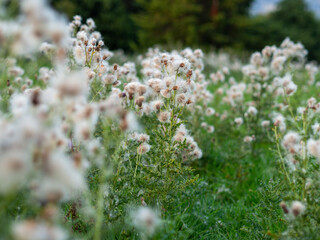 Obraz premium Wild meadow in evening light 
