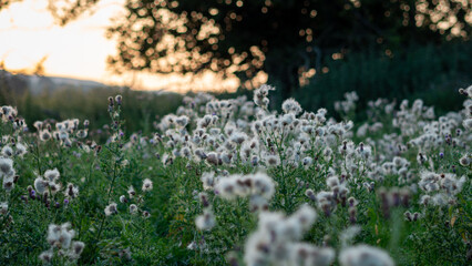 Wild meadow in evening light 