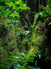 Mossy lush forest with dappled light