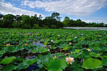 Landschaft aus großen Wolken, die über einem Teich mit blühenden Lotusblumen schweben