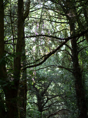 Mossy lush forest with dappled light