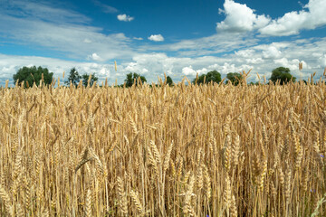Golden wheat field and white clouds in the sky