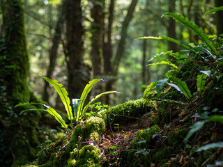 Mossy lush forest with dappled light