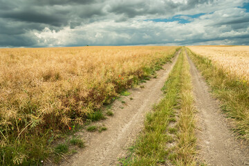 Dirt road through the grain fields and clouds in the sky