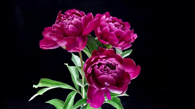 A beautiful bouquet of bright pink peonies bloomed on a black background. Time lapse, close-up. Wedding background, Valentine's day concept. Timelapse video 4K UHD.