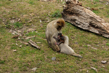 mama małpa przytulająca swoje młode
