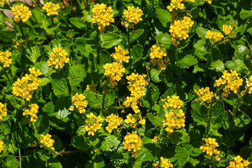 高山植物のミヤマガラシの花
