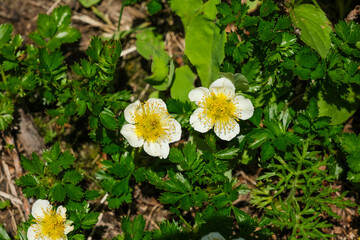 高山植物のチングルマの花 © y.tanaka
