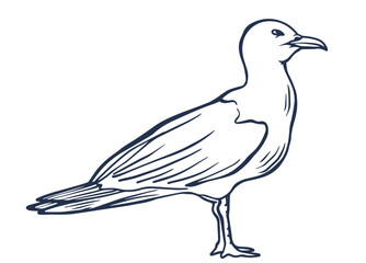 seagull bird line art isolated drawing illustration vector. pigeon, dove, bird, wing, ocean, nautical element.