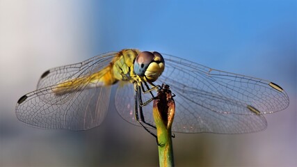 close up of dragonfly in the branch