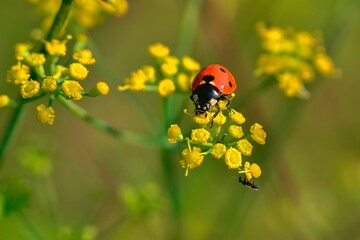 ladybug on flower © sidoel98