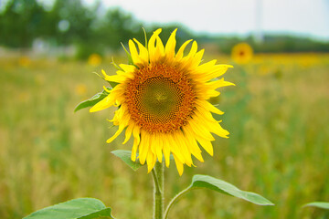 Sunflower shown individually on a sunflower field. Round yellow flower. Sunflower