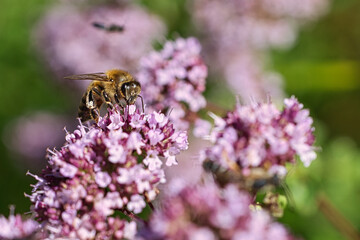 Honey bee collecting nectar on a flower of the flower butterfly bush. Busy insects