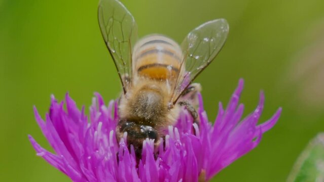 Extreme macro shot of wild bee collecting pollen of purple flower in garden,4K
