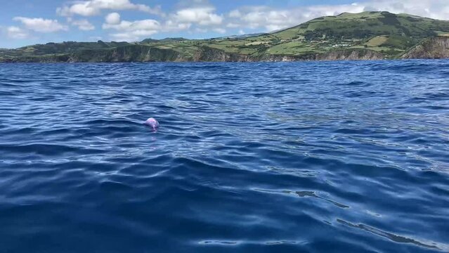 Portuguese man o' war swimming in blue ocean