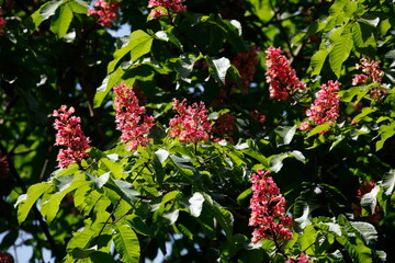 Rote Kastanienbl&uuml;ten auf  Baumzweigen, Deutschland