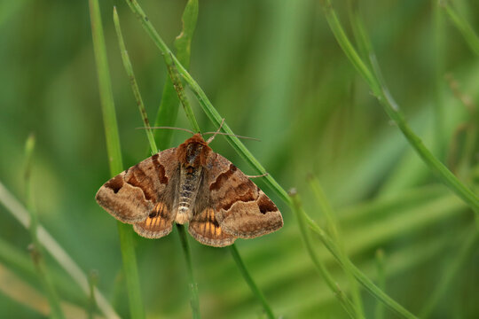 Braune Tageule - Euclidia glyphica