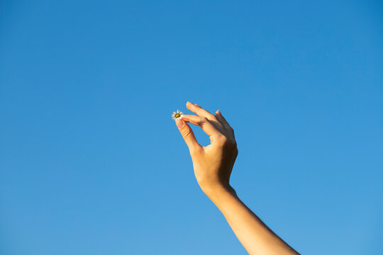 A Woman's Delicate, Well-groomed Hand, With Long And Delicate Fingers.  Holds A Small White Chamomile Against The Sky.  Color And Elegance.  Gentle Cozy Photo