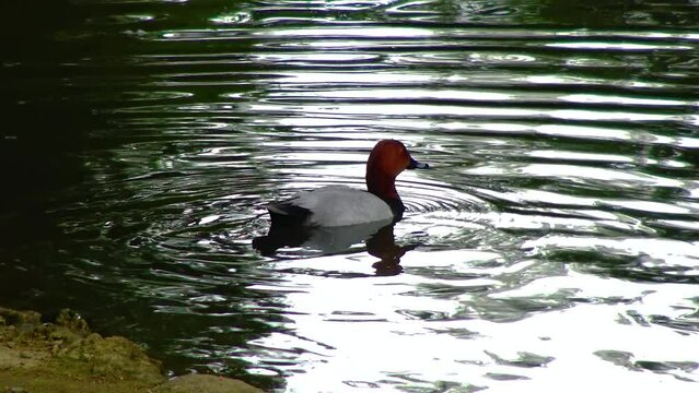 The common pochard (Aythya ferina) is a medium-sized diving duck