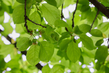 A plum branch with young green berries on a blurry green background in summer. The dry flowers have not yet come off and surround the berries.