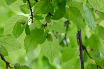 A plum branch with young green berries on a blurry green background in summer. The dry flowers have not yet come off and surround the berries.