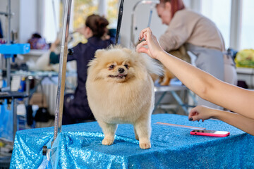 Pomeranian dog on the table in the salon for dogs with a pedigree haircut