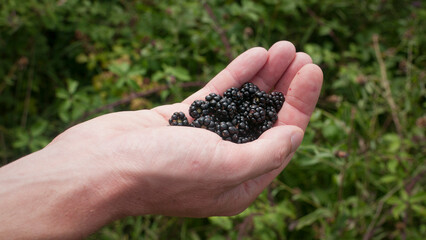 Puñado de moras  negras en mano recién cogidas de arbusto silvestre