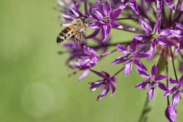 Honey bee collecting nectar in flight on a purple flower. Busy insect. Dynamically