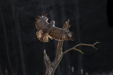 Common buzzard (latin Buteo buteo)