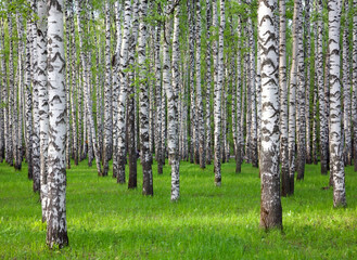 Tender spring May greenery in a birch grove in sunny weather - 519987378