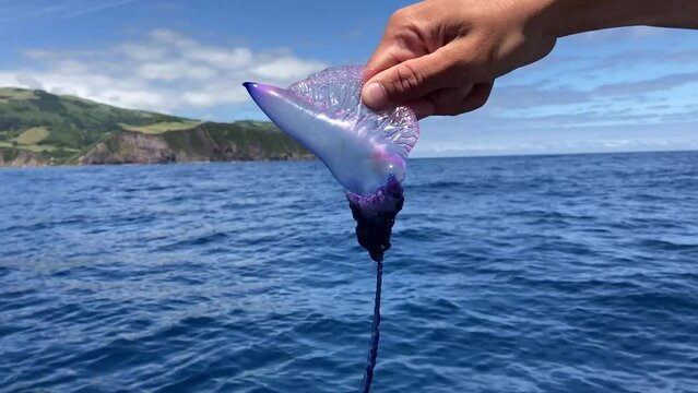 Portuguese man o' war held in hand to show underwater tentacle