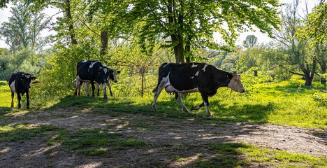 Krowy , powrót z pastwiska. - obrazy, fototapety, plakaty