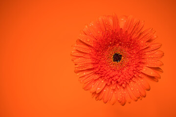 Orange gerbera flower with water drops.