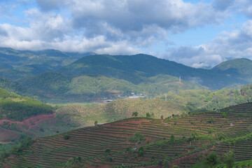 Overlooking scenery of tea plantation