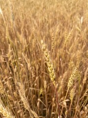 Field with wheat of golden color in the middle of summer