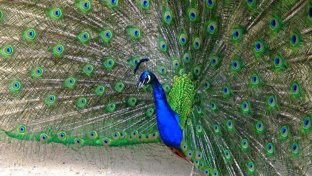 The Indian (or blue ) peafowl, peacock (Pavo cristatus), shows the females his open fluffy tail