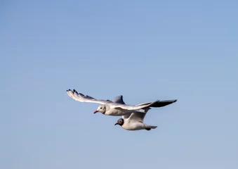 Photo sur Plexiglas Heringsdorf, Allemagne Heringsdorf ( Insel Usedom ) möven beim fliegen 2 möven 
