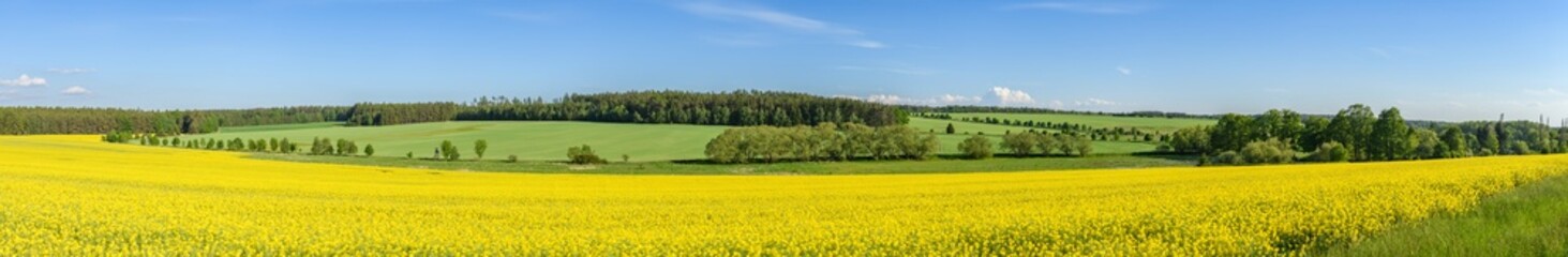 Fototapeta premium panorama view of landscape with yellow rape field, meadows and forests