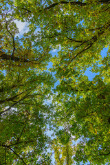 Fototapeta premium view up to the sky through tree canopy