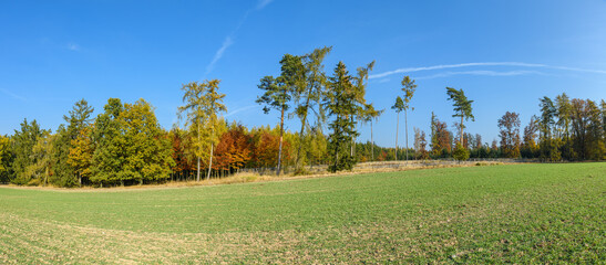 mixed forest in autumn next to the field