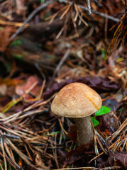 White mushroom (Boletus edulis) in the forest after the rain against the background of old trees 