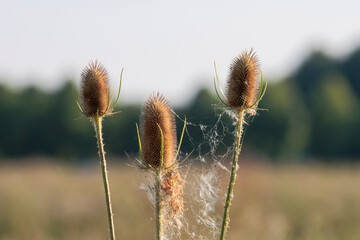 Flowering umbel of wild teasel with purple colored buds - obrazy, fototapety, plakaty