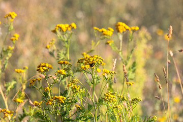 Obraz premium Golden yellow flowers of tansy plant against blurred background on a flower meadow