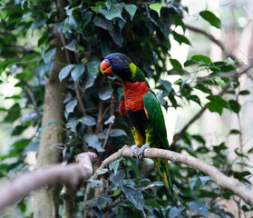 Bird in a tree. Parrot Lori on a green background.