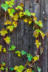 autumn vertical postcard - tayberry leaves on wood background