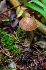 White mushroom (Boletus edulis) in the forest after the rain against the background of old trees 