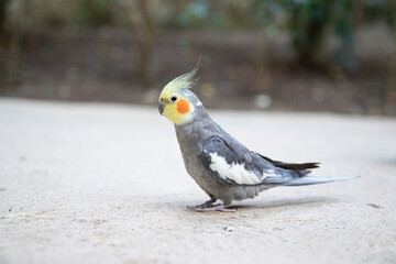 The Corella parrot is a bird of the cockatoo family. Bird Macro
