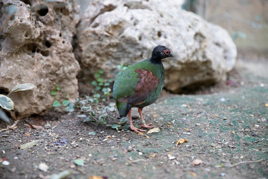 rollulus rouloul, crowned partridge. Crested perdiz bird. macro