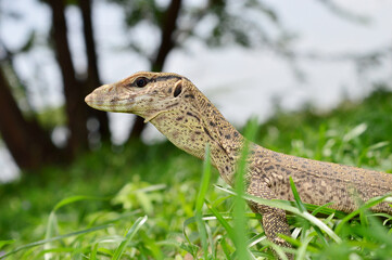 Closeup of Bengal monitor lizard, Varanus bengalensis, Satara, Maharashtra, India